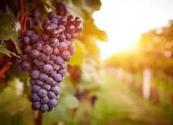 Vineyard Tour - Bella Vista Resort