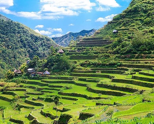 Baguio Rice Terraces